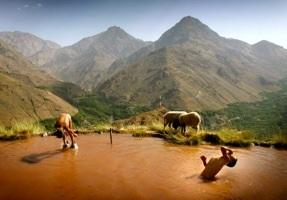 Berbers-In-Lake Berbers-In-Lake