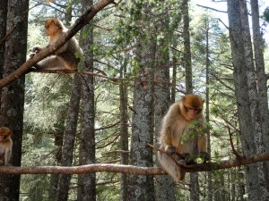 Cedar Forrest Monkeys Ifrane