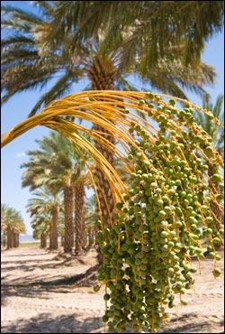 Moroccan Date Tree
