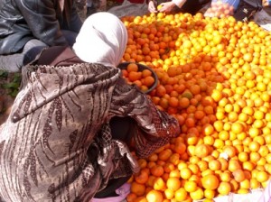Woman Picking Oranges at Sunday Souk Ouarzazate, Morocco