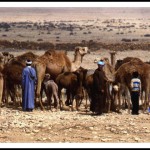 Guelmim Camel Festival July