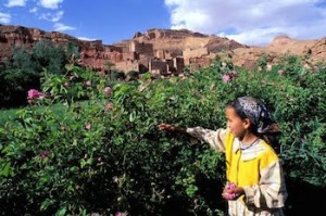 Morocco Family Tour, Valley of Roses and Skoura