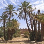 Desert oasis with palm trees – Zagora – Draa valley – Morocco