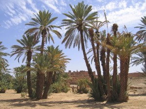 Desert oasis with palm trees, Zagora, Draa valley