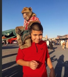 Morocco Family Vacation, Marrakech Monkeys, Photograph by Rusk Elatassi