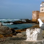 Essaouira-Tour-Travel-Exploration